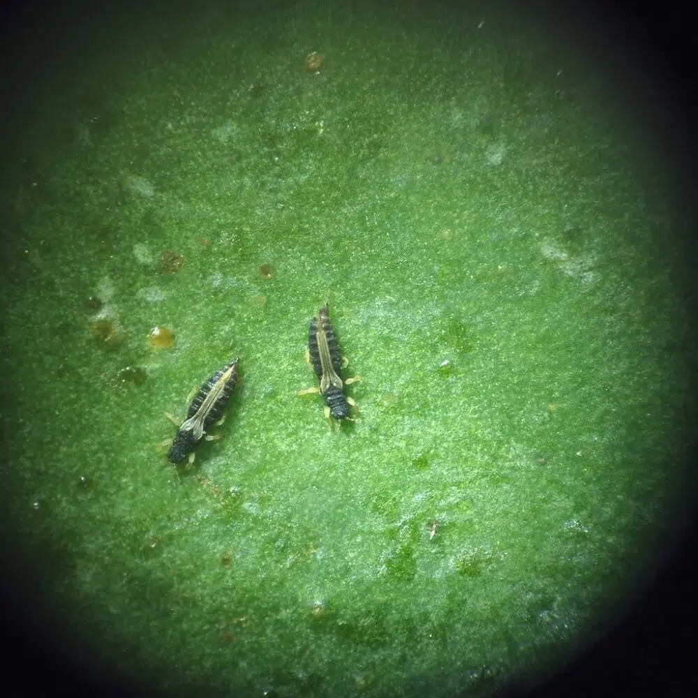 Green Thrips