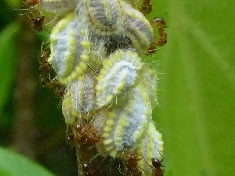 Icerya seychellarum