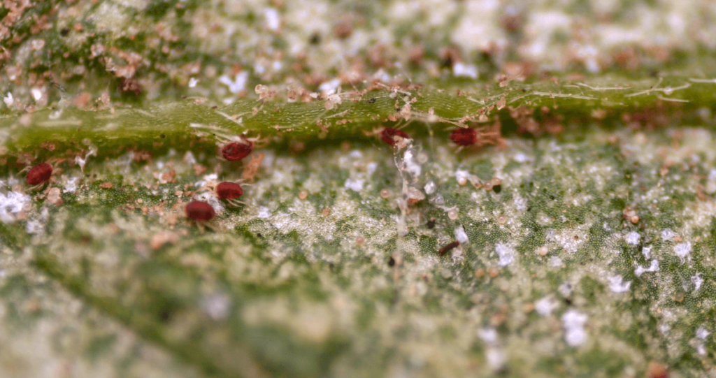 Spider mites and eggs