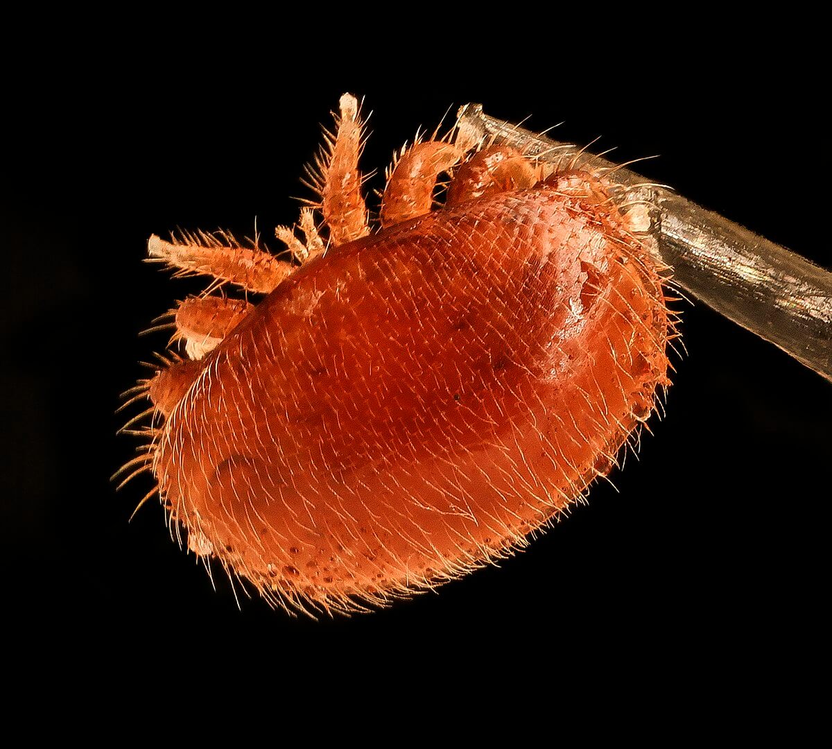 15 Common Types of Mites