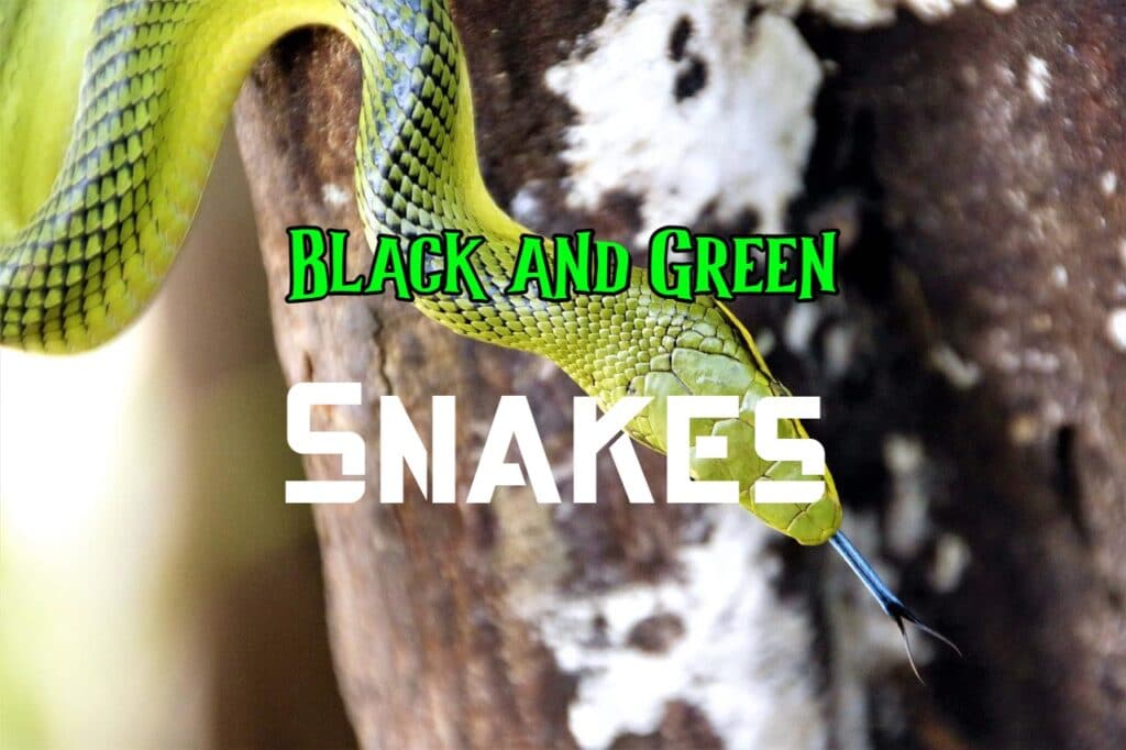 black and green snakes