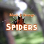 black and orange spiders