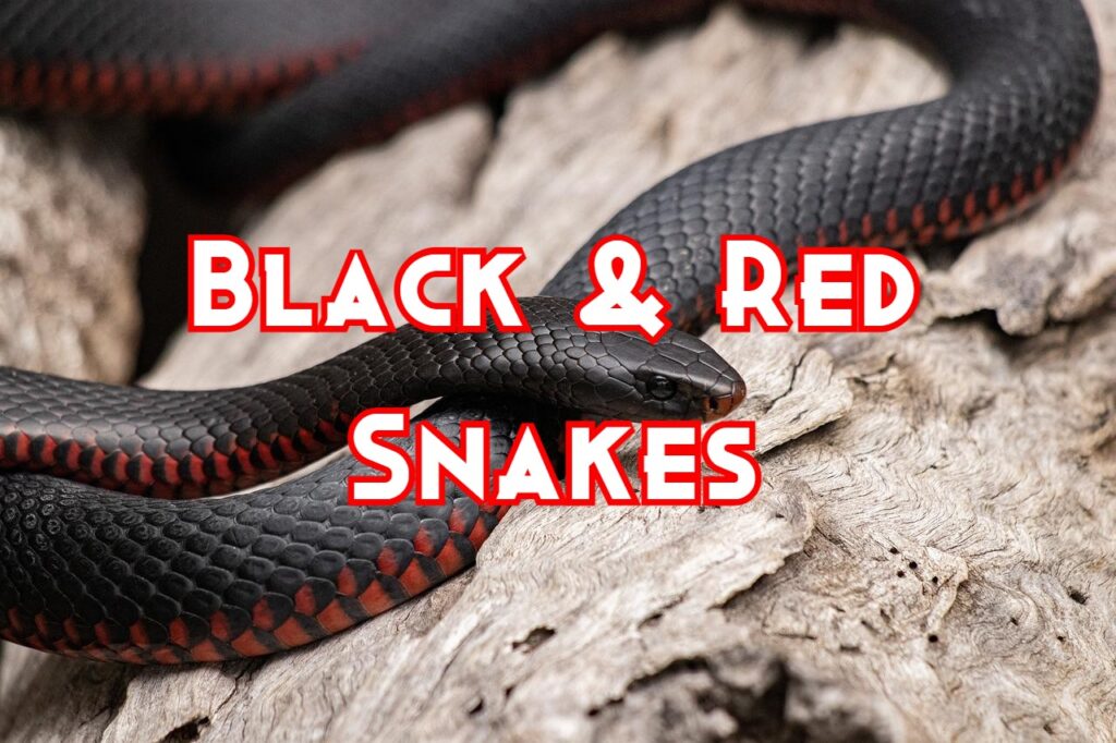 black and red snakes
