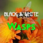 black and white wasps