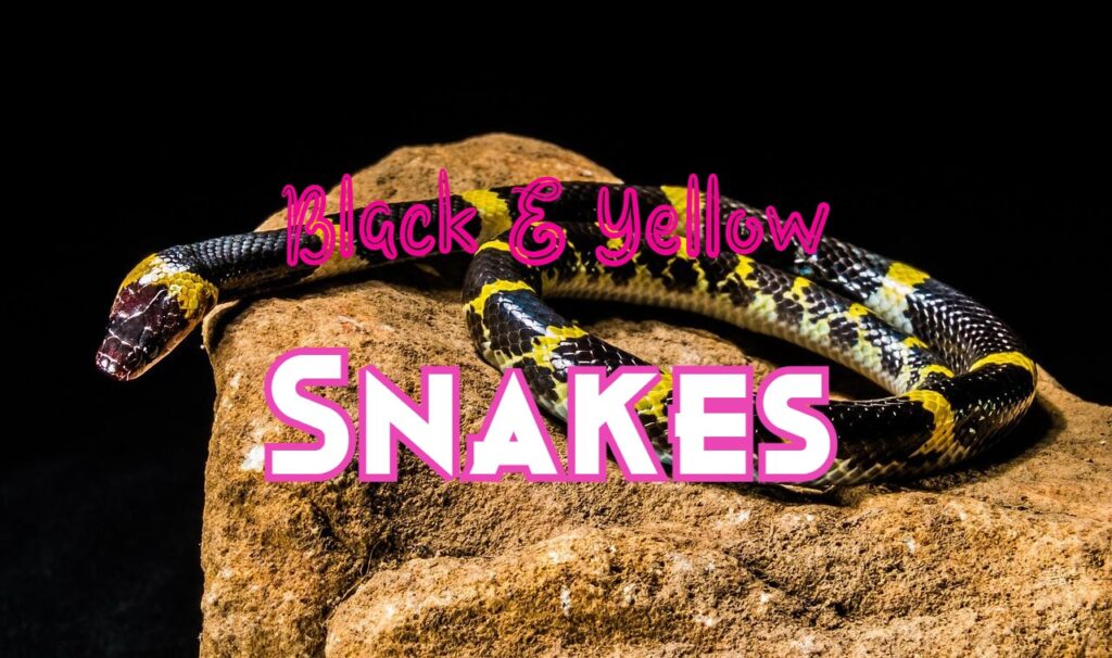 black and yellow snakes