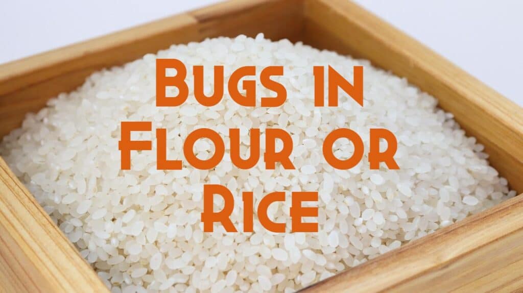 bugs in flour rice
