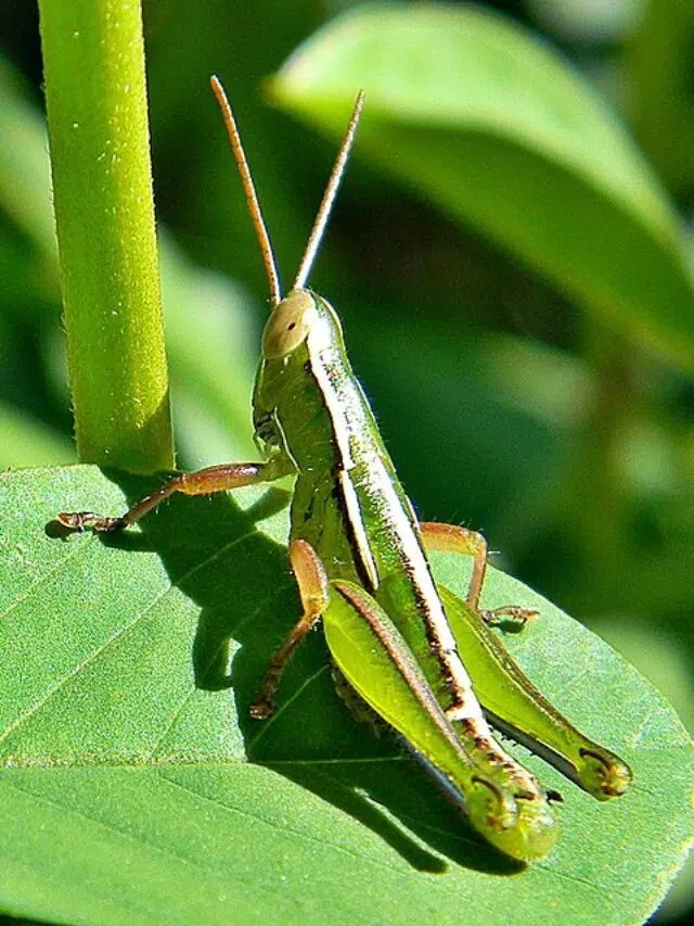 30 Common Grasshoppers of Florida