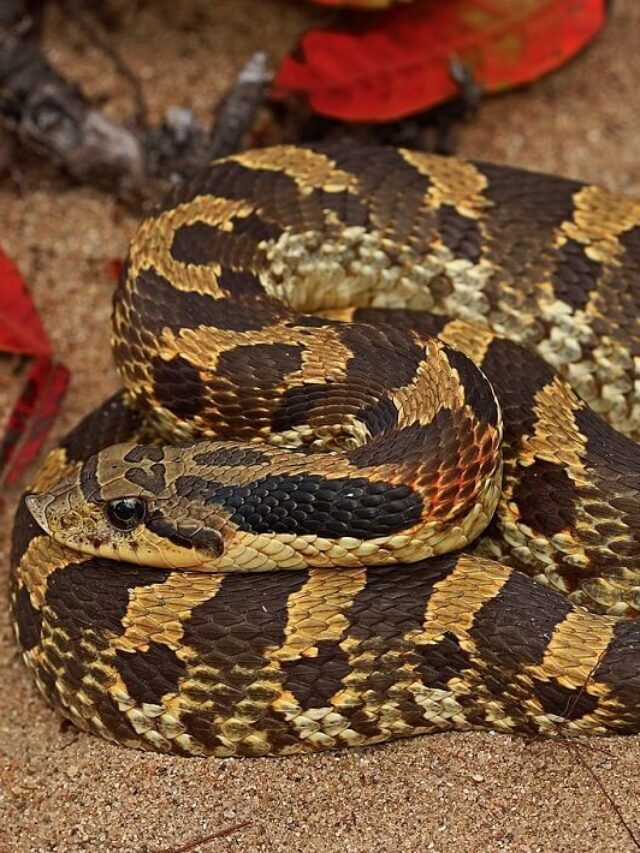 32 Black and Yellow Snakes (with Pictures)
