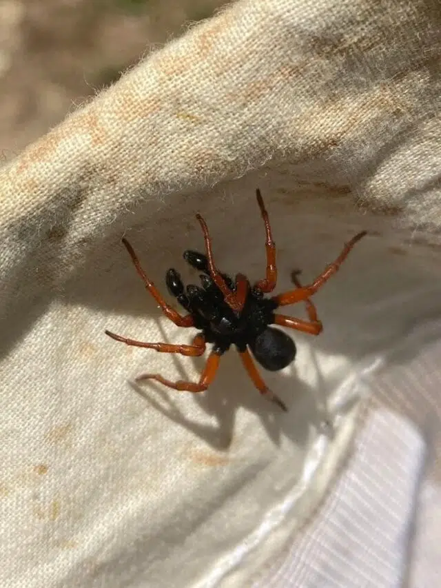 29 Spiders In New Mexico (with Pictures)