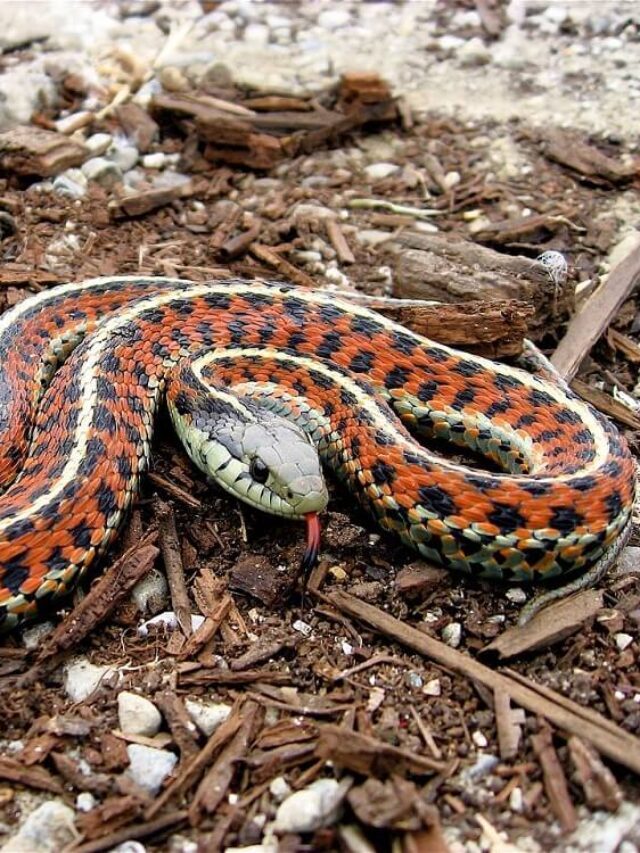 18 Black and Orange Snakes (with Pictures)