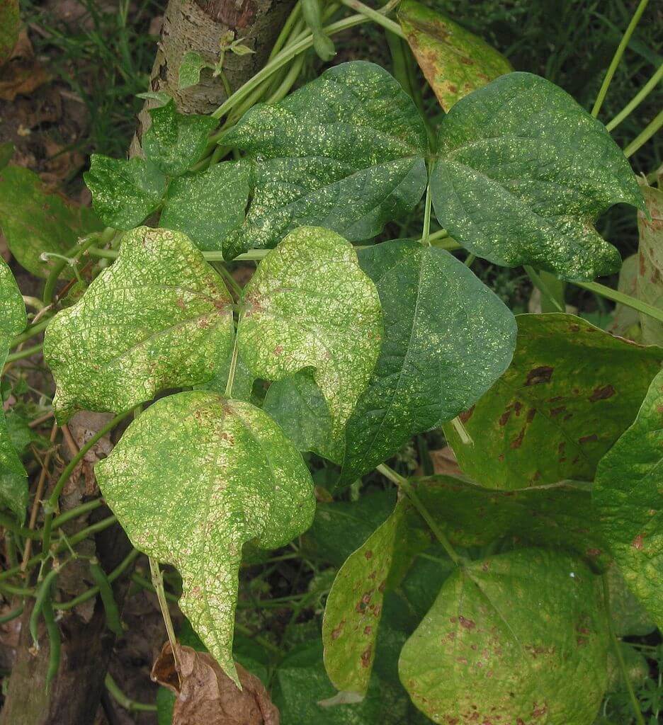 discolored spots on leaves