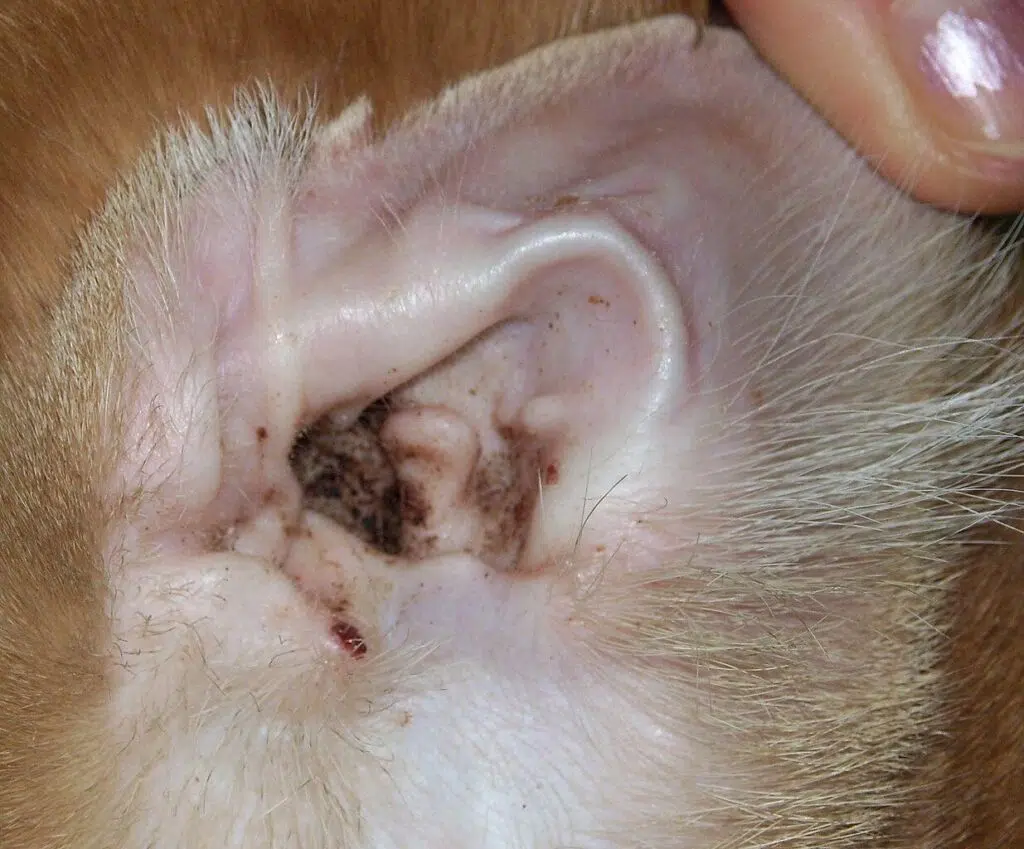 ear mites in a cat