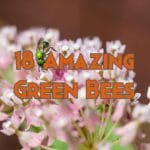 green bees