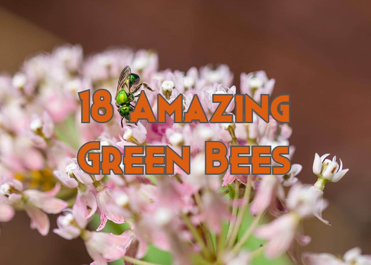 18 Types of Green Bees (Pictures and Identification Guide)
