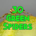 green spiders