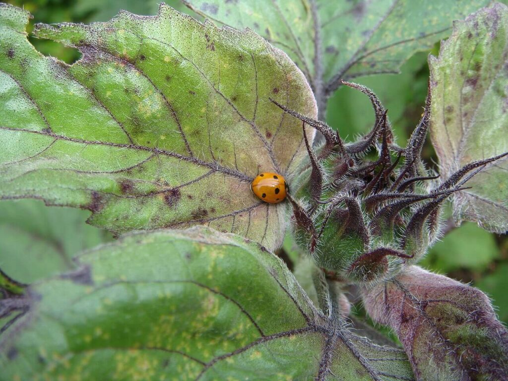 ladybug on plant