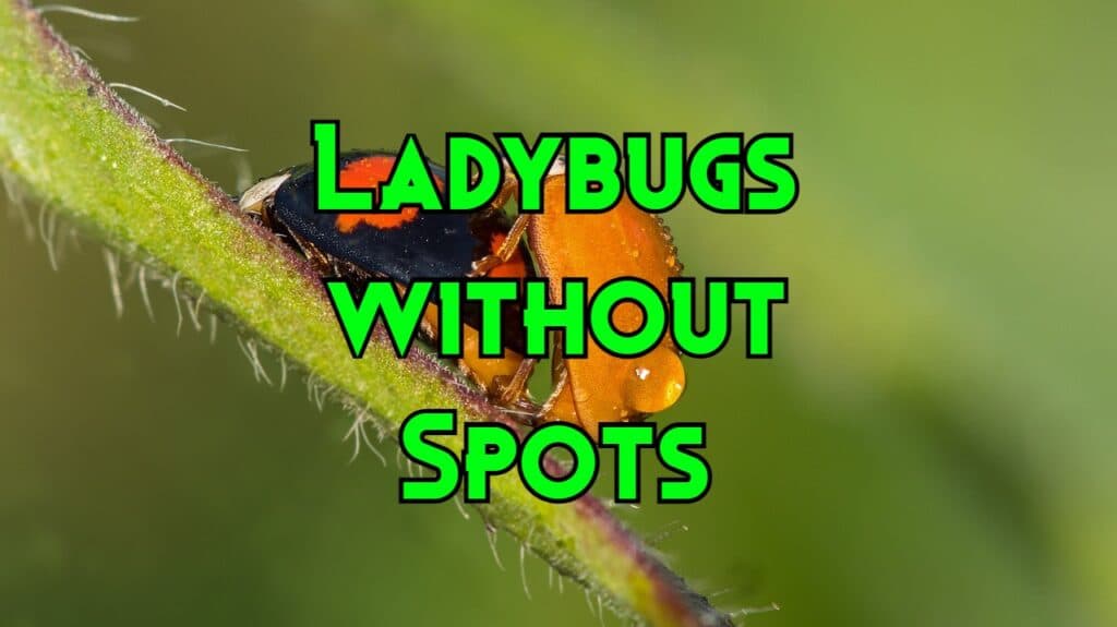 ladybugs without spots