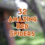 red spiders