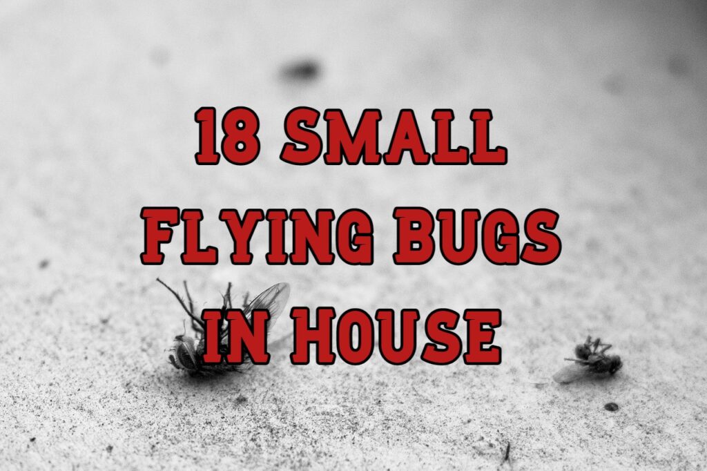 small flying bugs in house