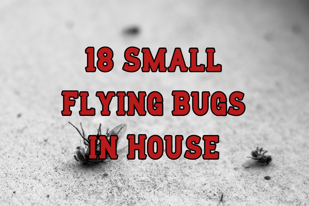 18 Small Flying Bugs In House And How To Get Rid Of Them