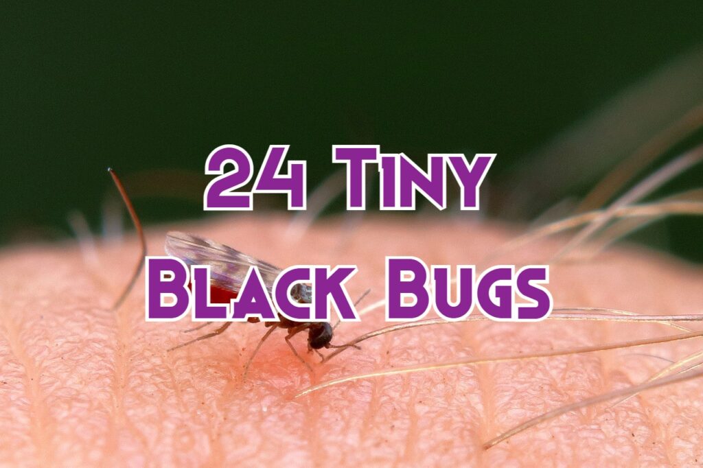 tiny black bugs that bite