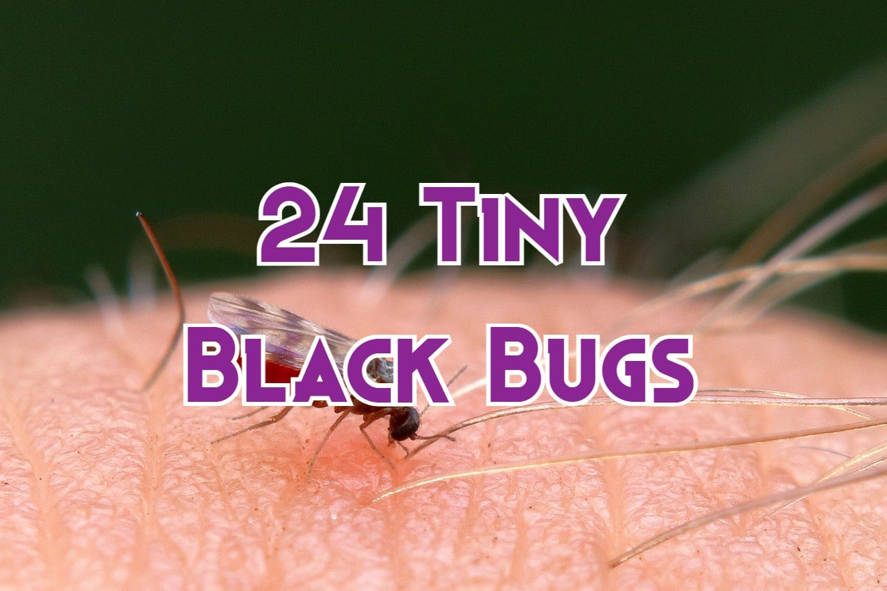 24 Tiny Black Bugs That Bite and Itch (& How to Get Rid of Them)
