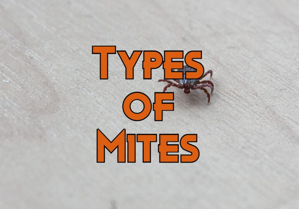 types of mites