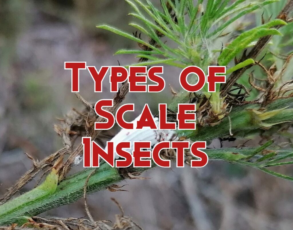 types of scale insects