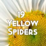yellow spiders