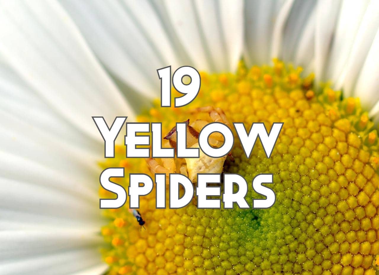 19 Yellow Spiders You May See (Pictures And Identification)