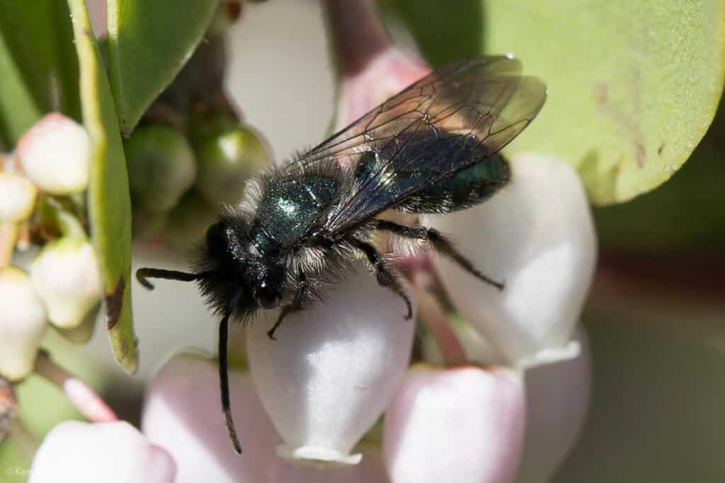 Andrena cerasifolii