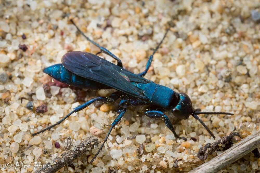 blue wasps