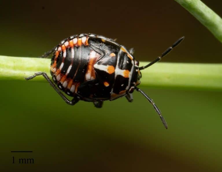 47 Common Black and Orange Bugs (Pictures and Identification Guide)