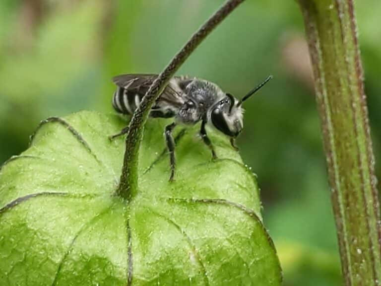 26 Common Black and White Bees (Pictures And Identification Guide)