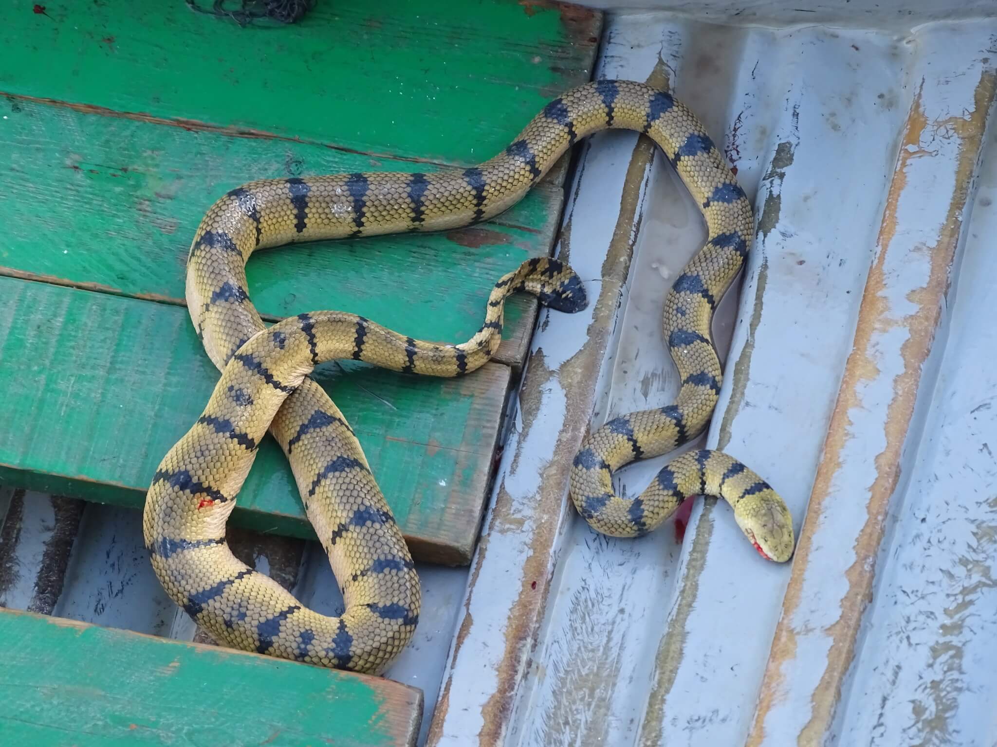 yellow snakes