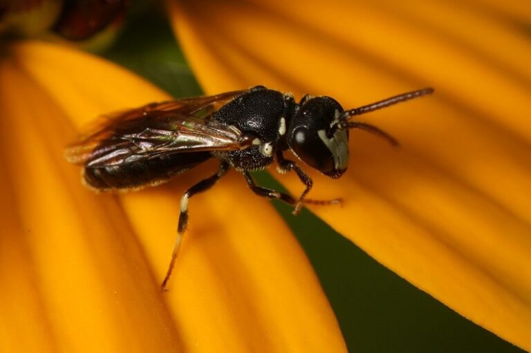 26 Common Black and White Bees (Pictures And Identification Guide)