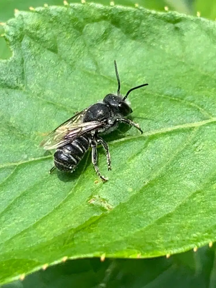 Megachile campanulae
