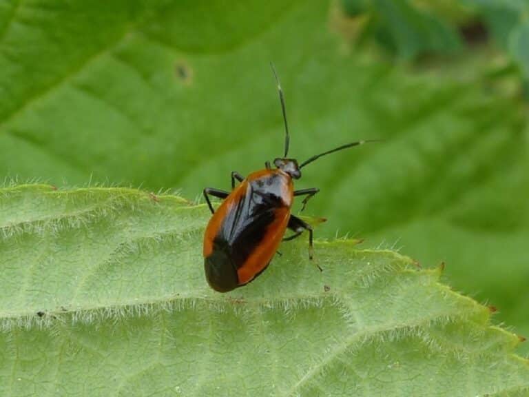 47 Common Black And Orange Bugs Pictures And Identification Guide 1012