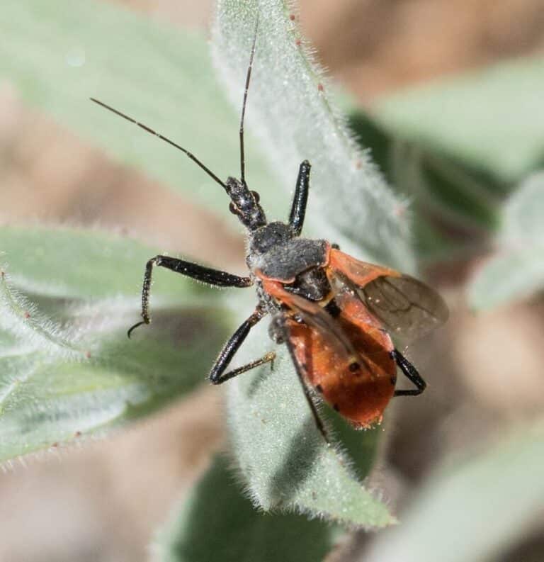 47 Common Black and Orange Bugs (Pictures and Identification Guide)