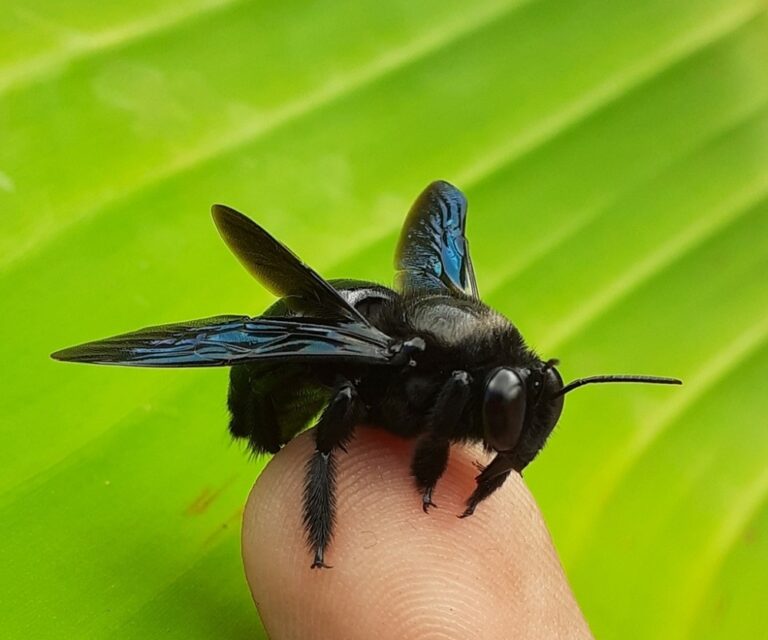 34 Types of Black Bees (Pictures And Identification Guide)