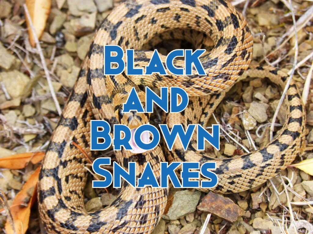 black and brown snakes