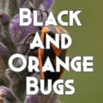 black and orange bugs