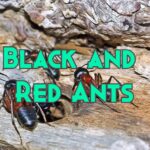 black and red ants