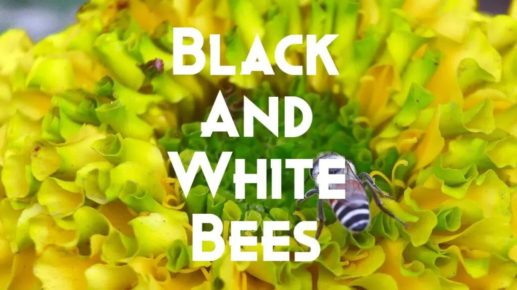 black and white bees