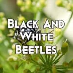 black and white beetles