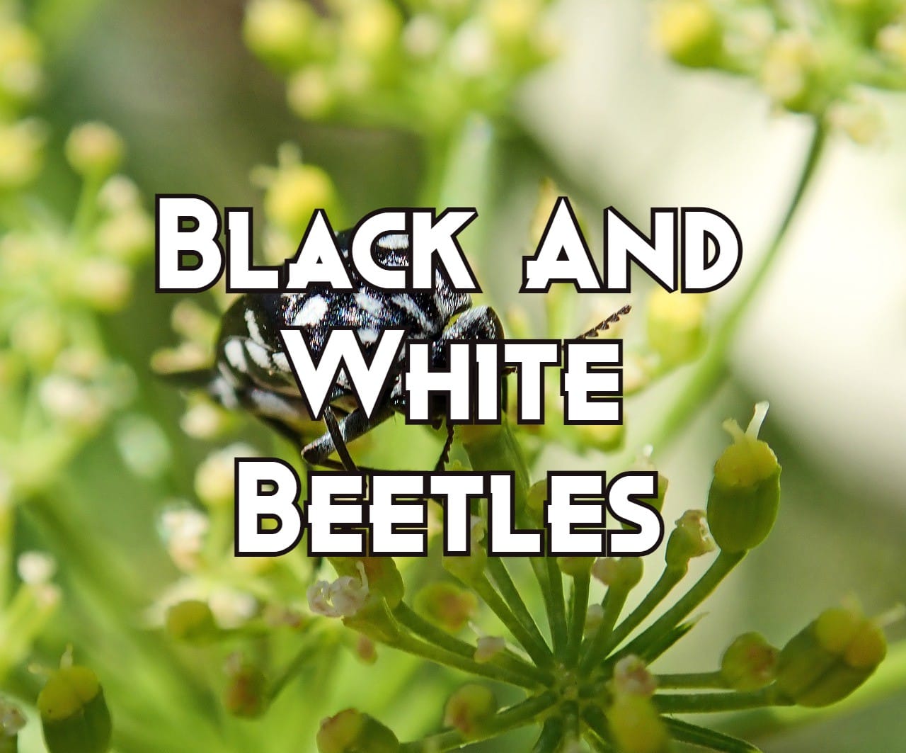 29 Black and White Beetles (Pictures And Identification Guide)