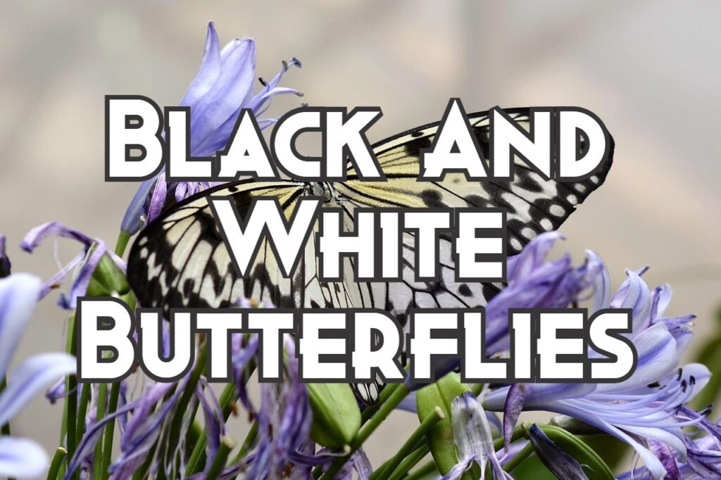 black and white butterflies