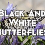 black and white butterflies