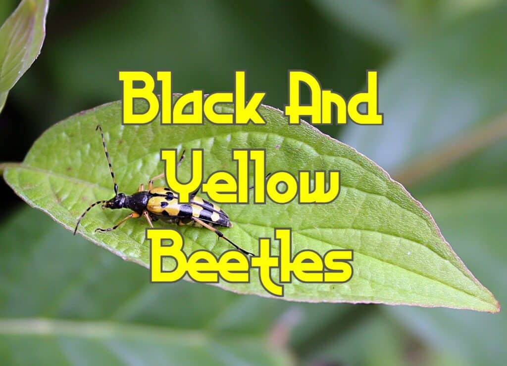 black and yellow beetles