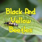 black and yellow beetles